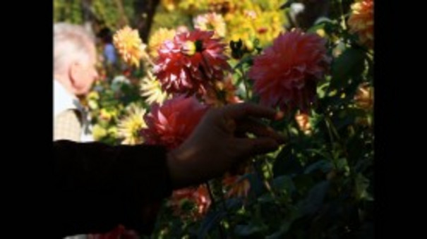 Still aus dem Film „DAHLIENFEUER” des Künstler Stefan Hayn: bunter Blumenstrauß im Vordergrund