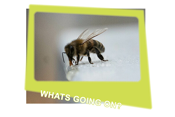 [Translate to English:]