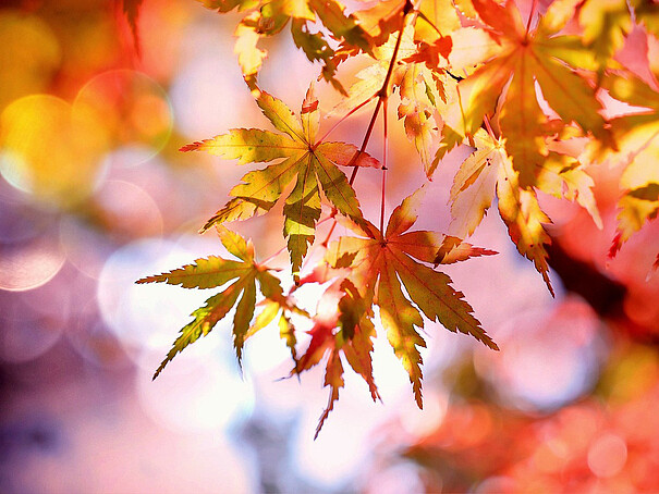 herbstliche gefärbte Blätter eines Ahornbaumes
