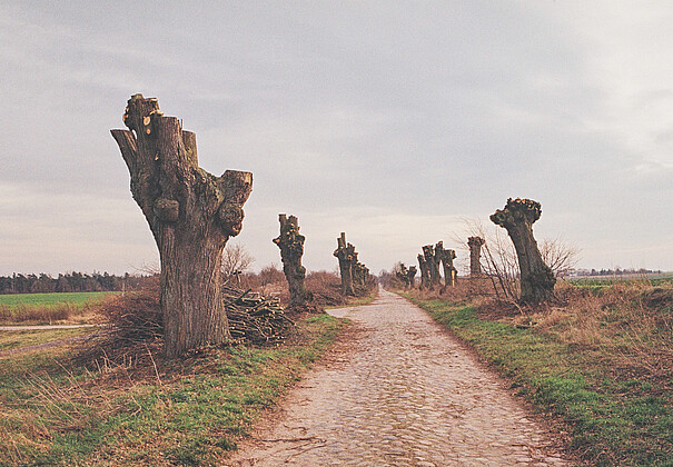 lena maria loose fotografie 2019