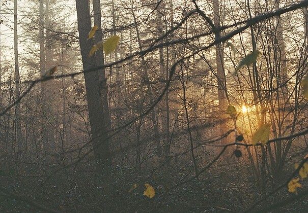 forest by lena maria loose