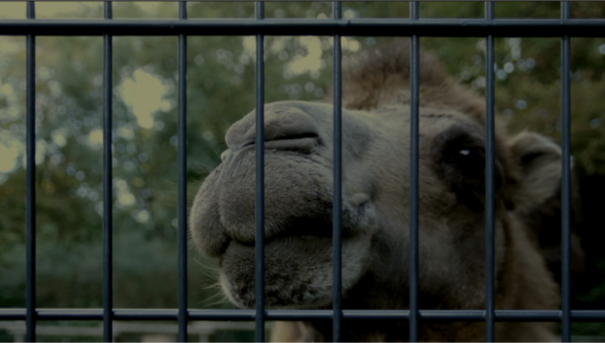 Ein Kamelkopf hinter Gittern. Im Hintergrund Bäume.